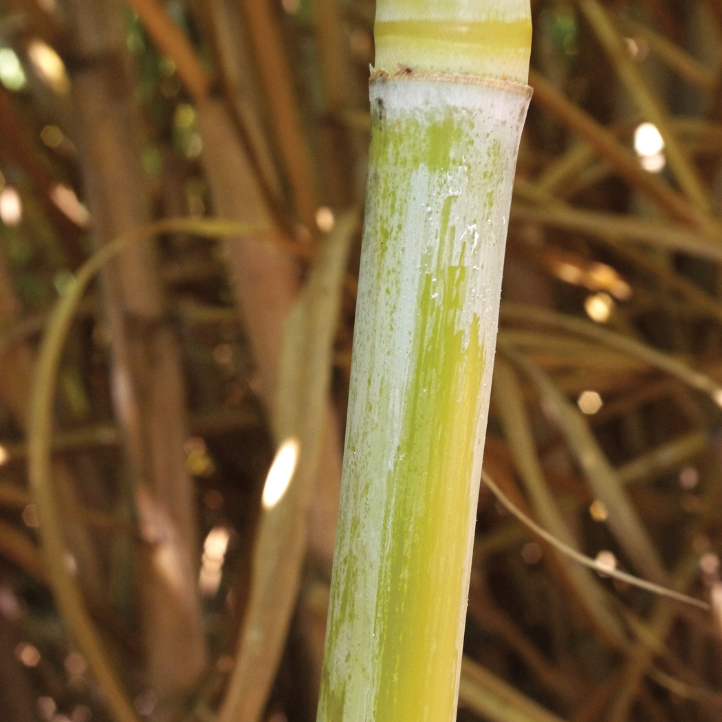 Stalk color under the wax layer – Yellowish green to green; with age, stalks become more bronze than HoCP 96-540.